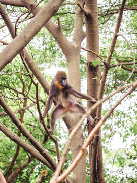 mandrill