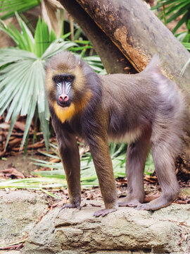 mandrill