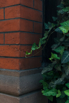 Brick wall corner with ivy
