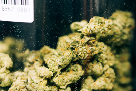 Cannabis processing.