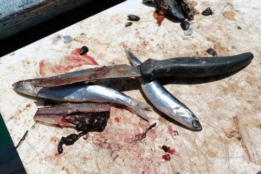 Bait fish with knife.