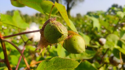 Unripe cotton balls on cotton plant