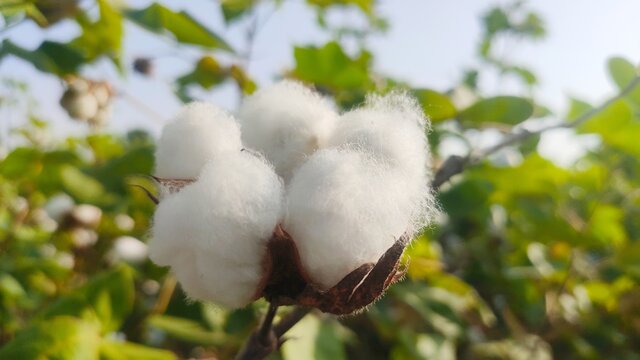 Blossoming white cotton on the plant