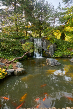 Koi fish pond with waterfall in the background and yellow leaves falling during an autumn day