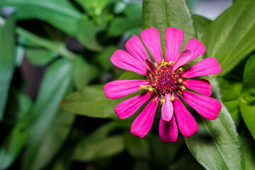 zinnia elegans flower is blooming and looks beautiful