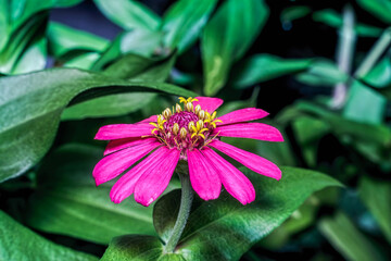 zinnia elegans flower is blooming and looks beautiful