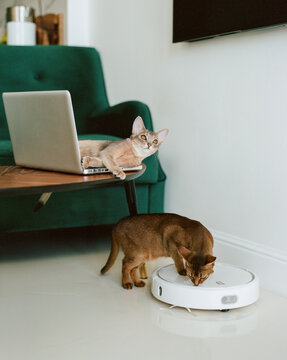 Two cats in living room