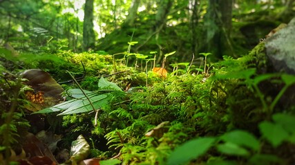Mosses and green plants in the shadows In the forests of La Rioja, SPAIN.