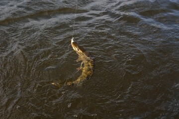 Obraz premium Summer fishing, pike fishing, spinning on the lake