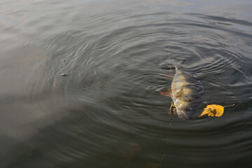 Summer fishing, perch fishing spinning reel on the lake