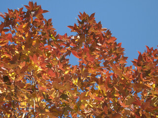青空と紅葉