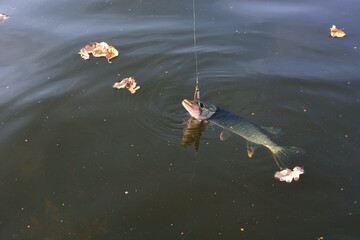 Summer fishing, pike fishing, spinning on the lake

