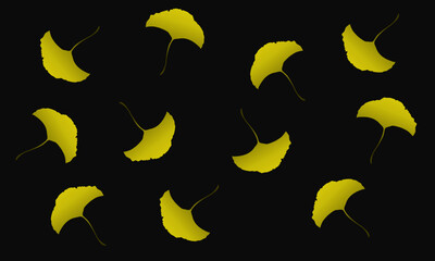 background with yellow Leaf of Ginkgo biloba or maidenhair tree 