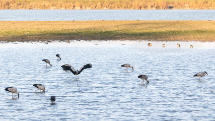 A flock of white and black birds with long necks sighted hunting in a shimmering lake amid grassland of Kaziranga National Parks, Northeast, India during a sunny afternoon.