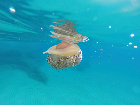 Jellyfish