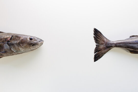 Fish head and fish tail