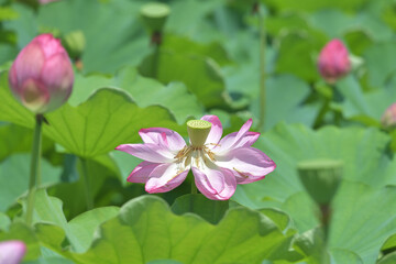 Lotus flower with beautiful pink flowers and green leaves