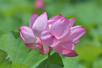 Lotus flower with beautiful pink flowers and green leaves