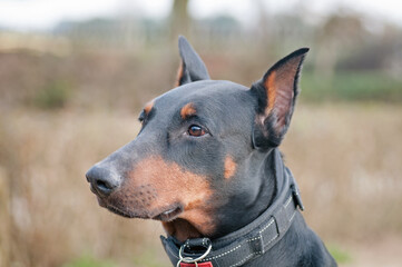 doberman