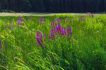 Blooming field in central Russia. Pskov region