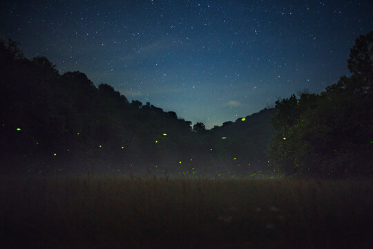 Summer Night Fireflies