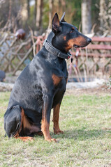 doberman