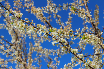 Almond Blossoms