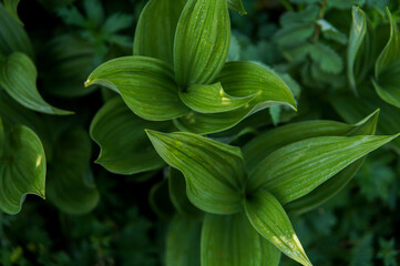 green plant top view large green leaves of a plant