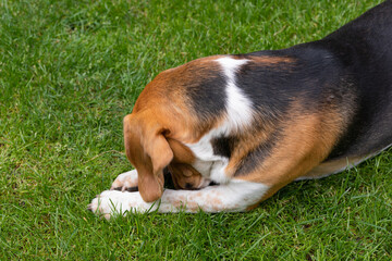 Adult beagle