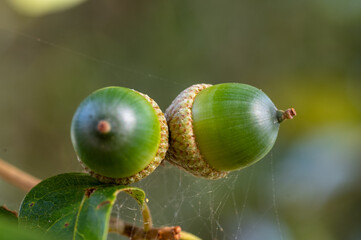 Two Live Oak Acorns