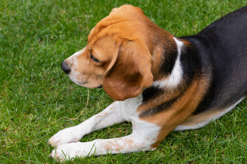Adult beagle