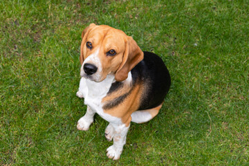 Adult beagle