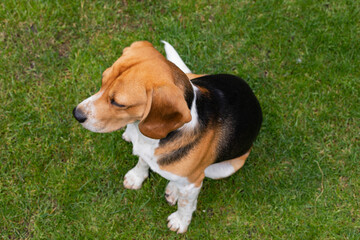 Adult beagle