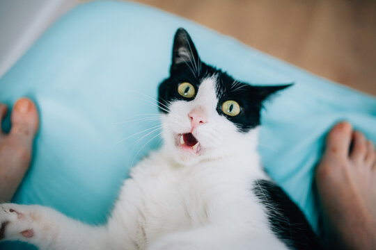 surprised blak and white cat lying in bed