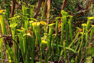 Obraz premium Group of Yellow Pitcher Plants