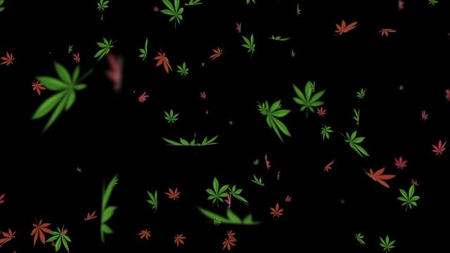 Cannabis Leaves Falling Beautiful Composition Realistic 3D Alpha Channel Loop Animation. Marijuana Leaf On Green Screen. Recreational Drugs And Marijuana, Weed, Herb, Leaf, Ganja, Sativa, Joints