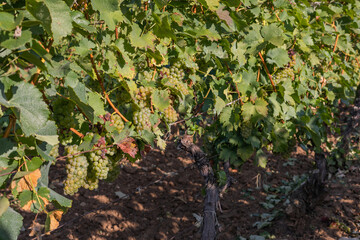 Vineyard in Romania