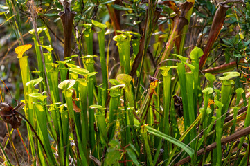 Fototapeta premium Yellow Pitcher Plants