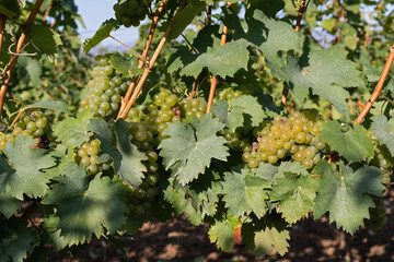Vineyard in Romania