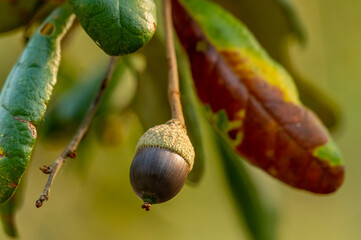 Live Oak Acorns and Leaves