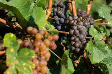 Vineyard in Romania