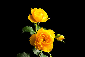 Two yellow rose flowers isolated on black background