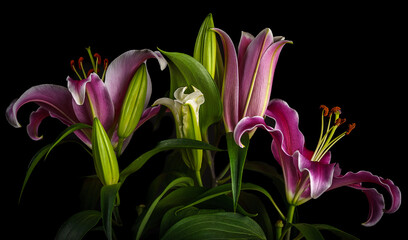 A bunch of magenta and pink tiger lily flowers on black background.