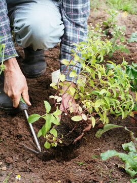 Planting Mentha arvensis x spicata