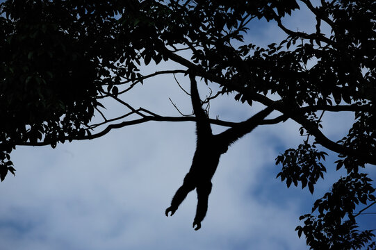 Gibbon