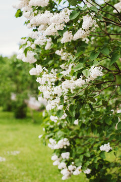 White flowers in blossom