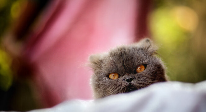 Close up portrait of grey cat with yellow eyes