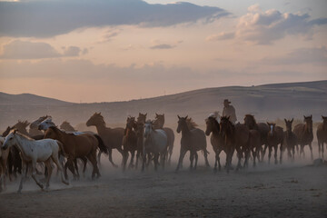 Wild horses run in foggy at sunset. Near Hormetci Village, between Cappadocia and Kayseri, Turkey