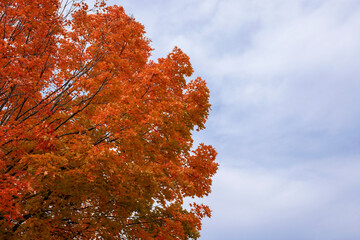 Autumn maple tree on sky background with empty space on the side for text. Leaves changing colors in fall. Orange and red leaves on branches.