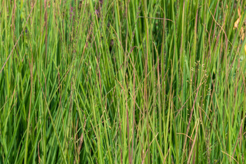 beautiful natural green large plants and grass in the garden,vegetable garden,field